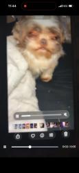 Lost Male Dog last seen Miro st 70125, New Orleans, LA 70125