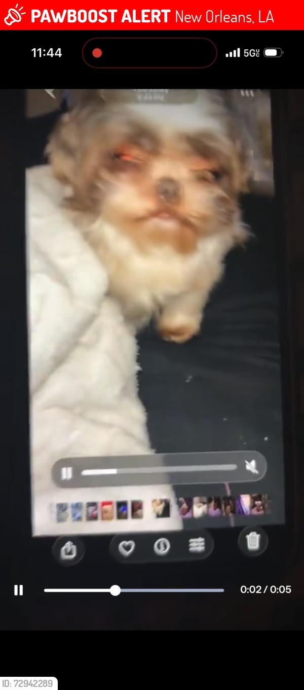 Lost Male Dog last seen Miro st 70125, New Orleans, LA 70125