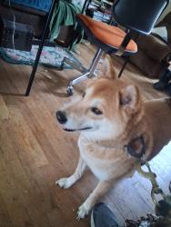 Found/Stray Male Dog last seen SW 12th and Virginia Ave , Des Moines, IA 50315