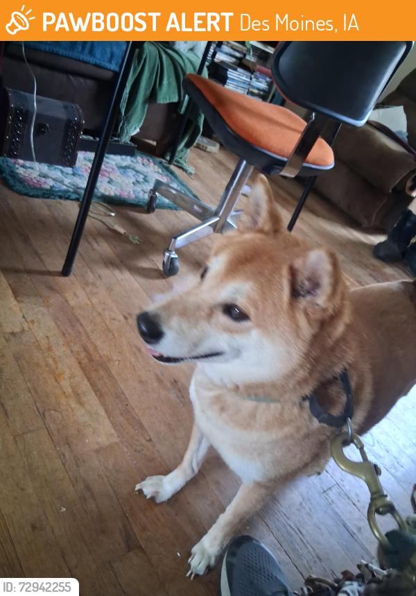 Found/Stray Male Dog last seen SW 12th and Virginia Ave , Des Moines, IA 50315