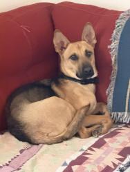 Lost Female Dog last seen Hyw 46 and I5  McDonalds, Lost Hills, CA 93249