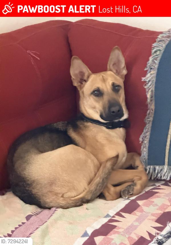 Lost Female Dog last seen Hyw 46 and I5  McDonalds, Lost Hills, CA 93249