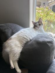 Lost Female Cat last seen Airport and Merle Haggard, Bakersfield, CA 93308
