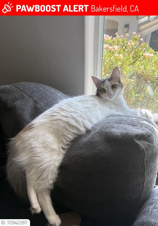 Lost Female Cat last seen Airport and Merle Haggard, Bakersfield, CA 93308