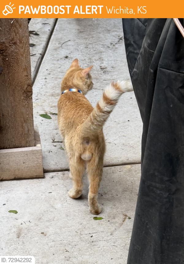 Found/Stray Male Cat last seen Hydraulic and waterman, Wichita, KS 67211