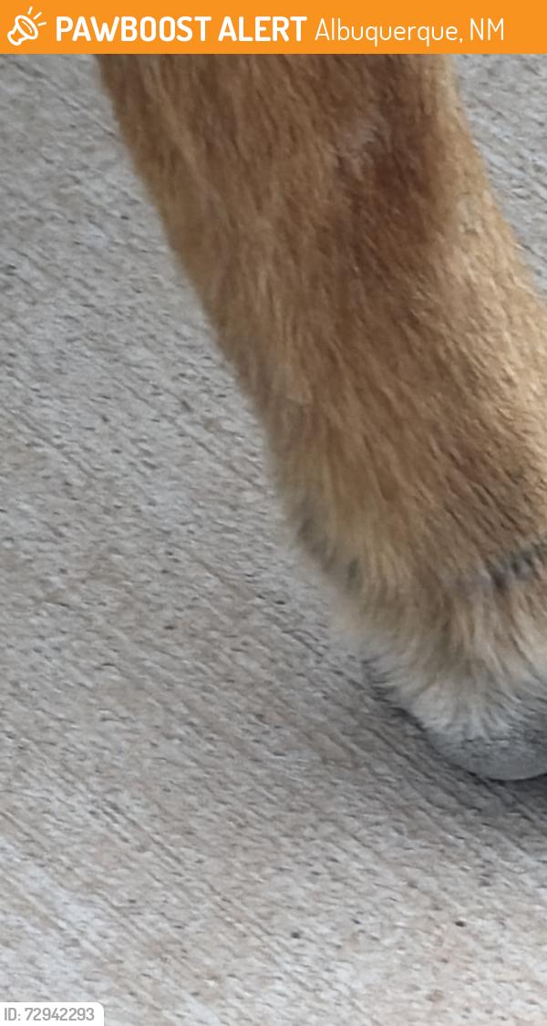 Found/Stray Female Dog last seen Near the basketball court, Albuquerque, NM 87114