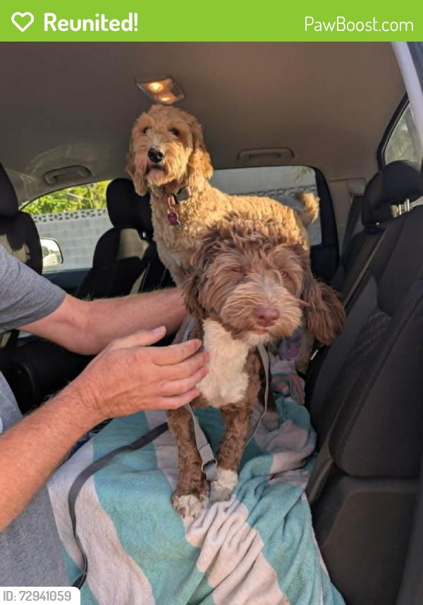 Reunited Male Dog last seen Fort Apache and Rosada, Las Vegas, NV 89149