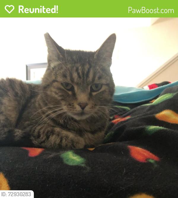 Reunited Male Cat last seen Vista Hermosa s, Vista Hermosa, nearby streets, Terrace Rd, Overlook Dr, Carmello Rd, Miramonte Rd, Springside Rd, Walnut Creek, CA 94597