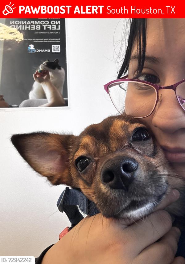 Lost Male Dog last seen Galveston st, Kentucky st, South Houston, TX 77587