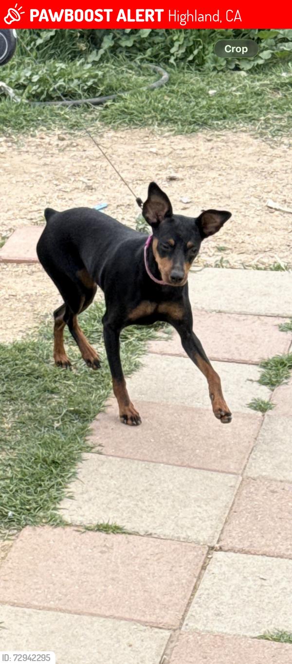 Lost Female Dog last seen Olive and 13 st, Highland, CA 92346