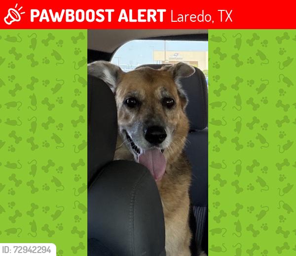 Lost Female Dog last seen Fasken Elementary, Laredo, TX 78045