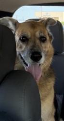 Lost Female Dog last seen Fasken Elementary, Laredo, TX 78045