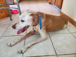 Reunited Male Dog last seen Near Vincent Ave. SE, Alto, MI 49302