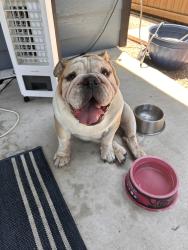 Reunited Male Dog last seen Cooper and New Braunfels, San Antonio, TX 78210