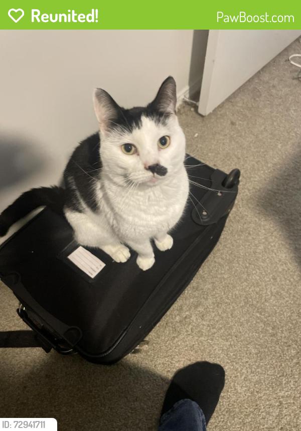 Reunited Male Cat last seen Nexton Parkway Area, Summerville, SC 29486
