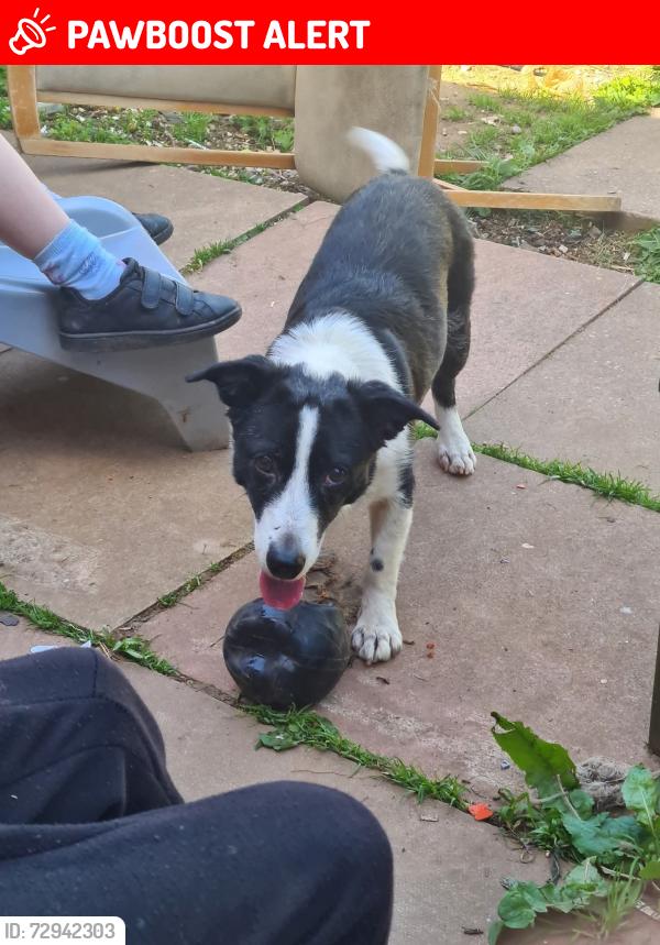Lost Female Dog last seen Last seen in 8 brereton, may have escaped through front door with kids goin in and out. Shes 12 nearly 13 years old. Need my baby back. , Telford and Wrekin, England TF3 1PA