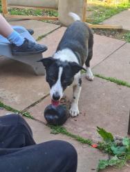 Lost Female Dog last seen Last seen in 8 brereton, may have escaped through front door with kids goin in and out. Shes 12 nearly 13 years old. Need my baby back. , Telford and Wrekin, England TF3 1PA