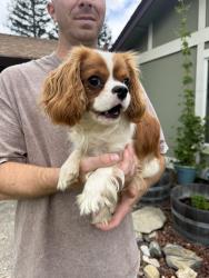 Reunited Male Dog last seen Hancock Drive , Folsom, CA 95630