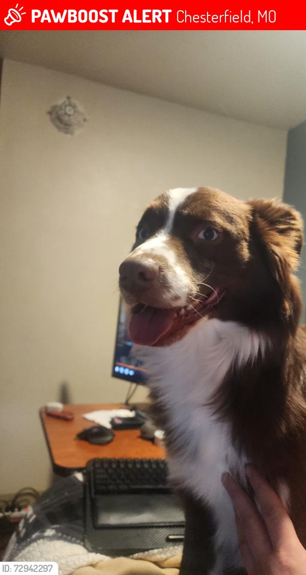Lost Male Dog last seen Near Conway Rd, Chesterfield, MO, Chesterfield, MO 63017