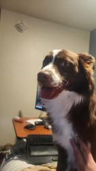 Lost Male Dog last seen Near Conway Rd, Chesterfield, MO, Chesterfield, MO 63017
