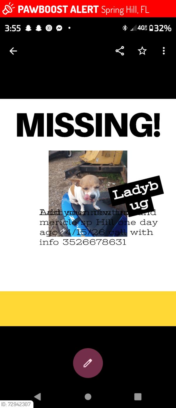Lost Female Dog last seen Century and miracle, Spring Hill, FL 34608