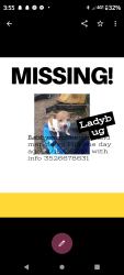 Lost Female Dog last seen Century and miracle, Spring Hill, FL 34608