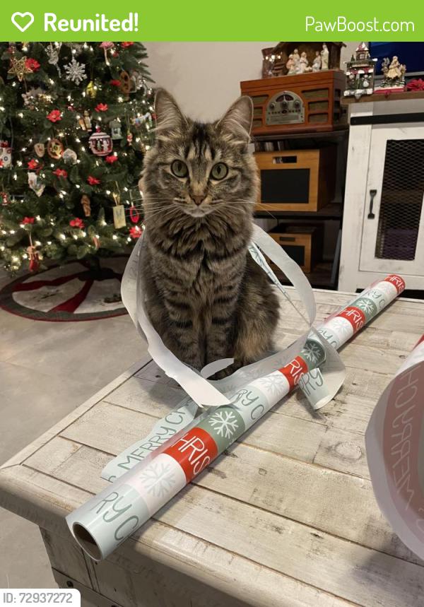 Reunited Female Cat last seen La Piedra Lane and Lisboa, League City, TX 77573