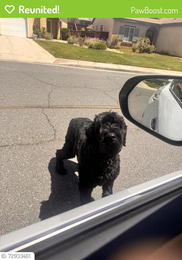 Reunited Male Dog last seen Houstonia and Sherlock, Beaumont, CA 92223
