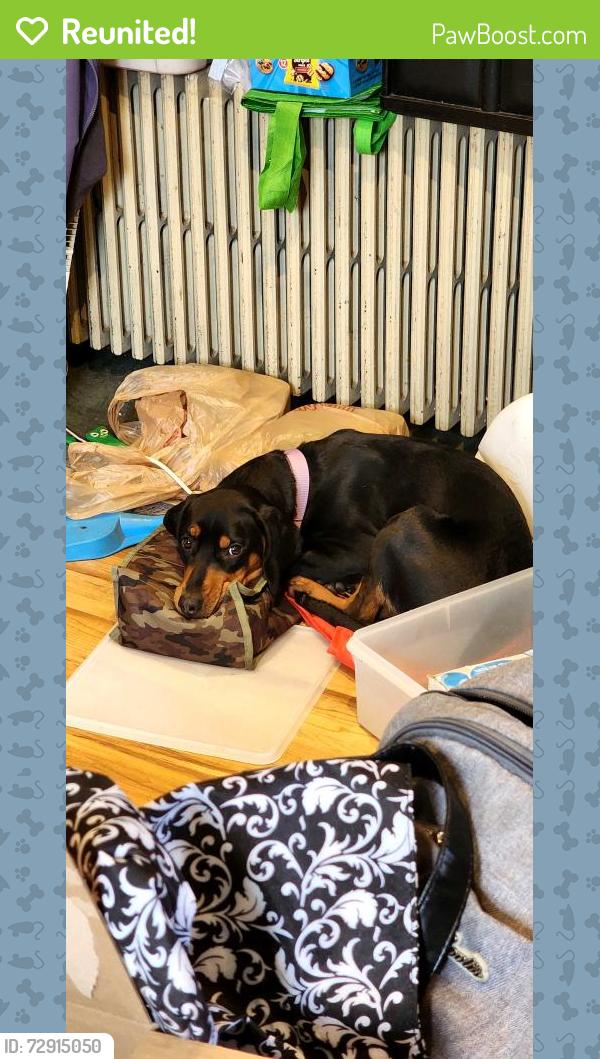 Reunited Female Dog last seen Easter st, Mohrsville, PA 19555