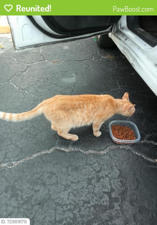 Reunited Male Cat last seen River City Motel on Harts Rd. near Dunn Ave. , Jacksonville, FL 32218