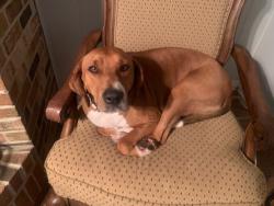 Reunited Male Dog last seen Near Randolph Post Office , Randolph, AL 36792