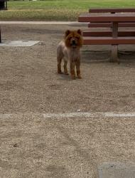 Reunited Male Dog last seen Rosehedge, broadway, Santa Fe Springs, CA 90606