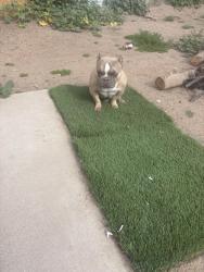 Lost Female Dog last seen Central nd buckeye or 2nd ave, Phoenix, AZ 85043