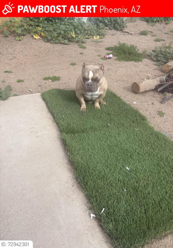 Lost Female Dog last seen Central nd buckeye or 2nd ave, Phoenix, AZ 85043