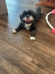 Reunited Female Dog last seen Near chutney drive, Nashville, TN 37013