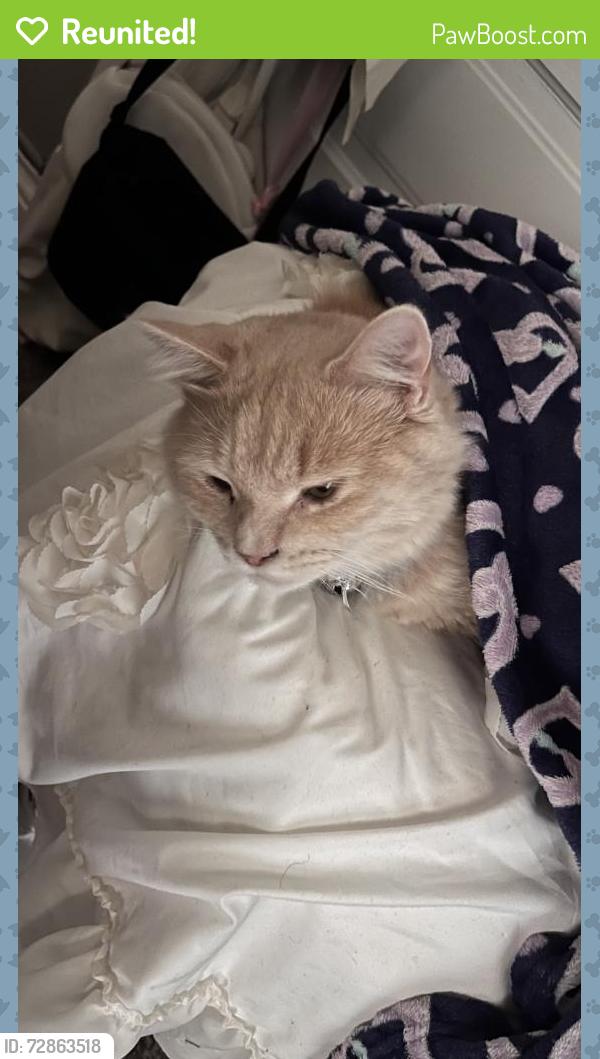 Reunited Male Cat last seen ???, Charlotte, NC 28216