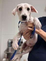 Shelter Stray Male Dog last seen Near BLOCK MARY ST, ARVIN CA 93203, Bakersfield, CA 93308