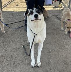 Shelter Stray Female Dog last seen SKYLINE DR, TEHACHAPI CA 93561, Bakersfield, CA 93308