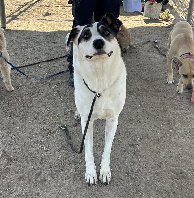Shelter Stray Female Dog last seen SKYLINE DR, TEHACHAPI CA 93561, Bakersfield, CA 93308