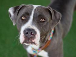 Shelter Stray Female Dog last seen , Los Angeles, CA 90025