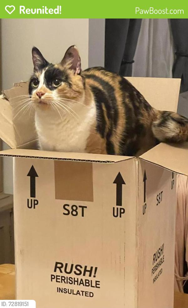 Reunited Female Cat last seen Kellogg road, Swanton, VT 05488