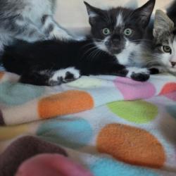Shelter Stray Male Cat last seen , Los Angeles, CA 90025