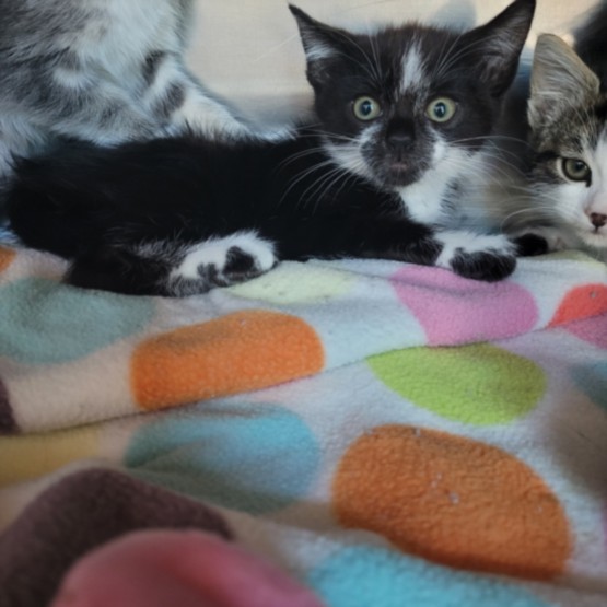 Shelter Stray Male Cat last seen , Los Angeles, CA 90025