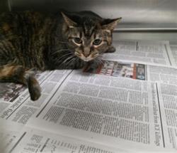 Shelter Stray Female Cat last seen , Los Angeles, CA 90025