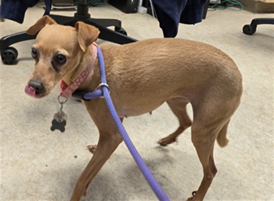 Shelter Stray Female Dog last seen , San Pedro, CA 90731