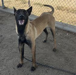 Shelter Stray Male Dog last seen Near BLOCK MULLER RD, BAKERSFIELD CA 93307, Bakersfield, CA 93308