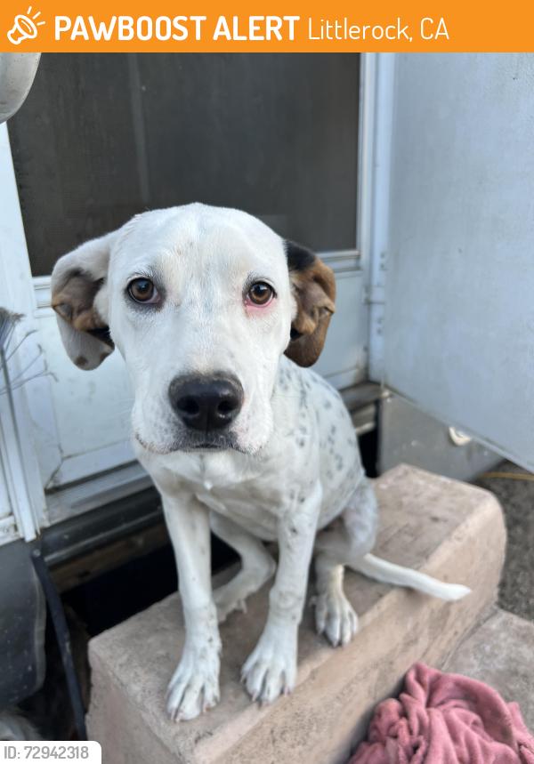 Found/Stray Female Dog last seen Palmdale , Littlerock, CA 93543