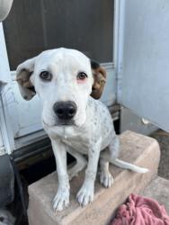 Found/Stray Female Dog last seen Palmdale , Littlerock, CA 93543