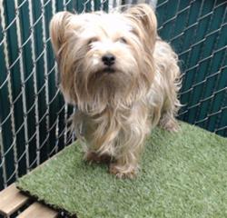 Shelter Stray Female Dog last seen , Downey, CA 90242