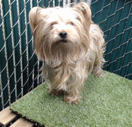 Shelter Stray Female Dog last seen , Downey, CA 90242